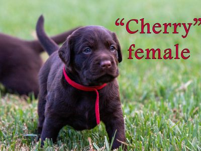 Labrador Retriever – Narrabri