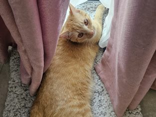 Domestic Short Hair (DSH) – Inglewood