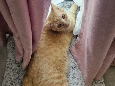 Domestic Short Hair (DSH) – Inglewood