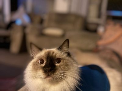 Ragdoll – Sunnybank Hills