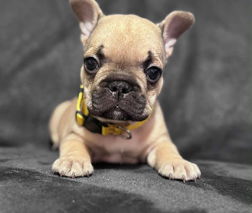 French Bulldog – Ipswich