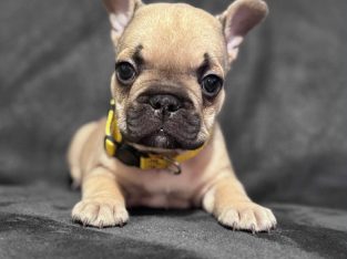 French Bulldog – Ipswich