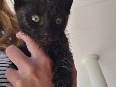 Domestic Long Hair (DLH) – Young