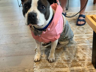 Staffordshire Bull Terrier – Spotswood