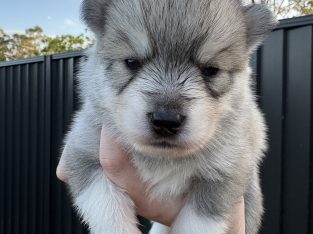 Pomsky – Highland Park