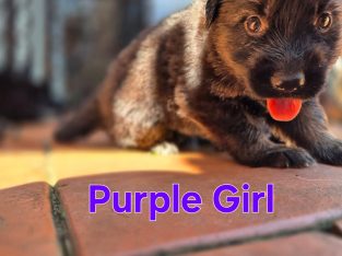 German Shepherd – Goodna