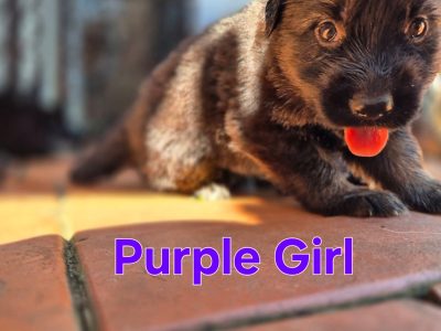 German Shepherd – Goodna