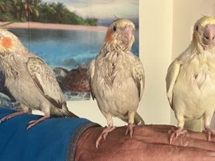 Cockatiel – Sussex Inlet