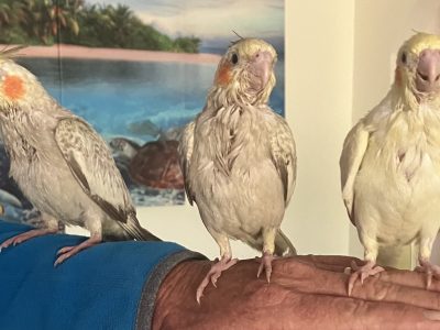 Cockatiel – Sussex Inlet