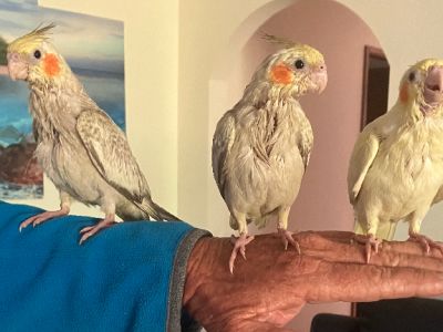 Cockatiel – Sussex Inlet