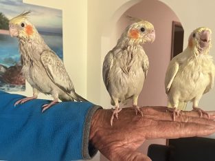 Cockatiel – Sussex Inlet