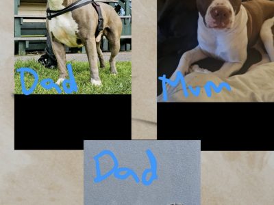 American Staffordshire Bull Terrier – Sunbury