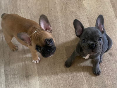 French Bulldog – Zillmere