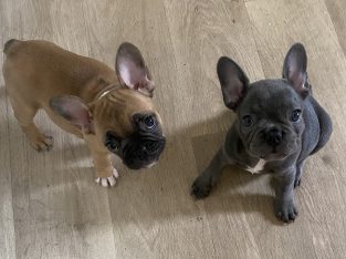French Bulldog – Zillmere