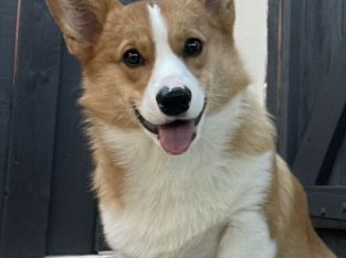 Corgi – Brisbane