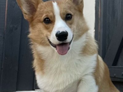 Corgi – Brisbane