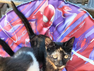 Domestic Short Hair (DSH) – Ermington