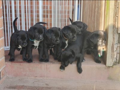 Labrador Retriever – Traralgon