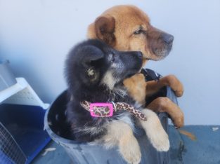 German Shepherd – St Ives