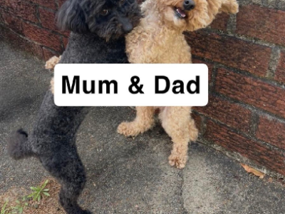 Toy Poodle – Narwee