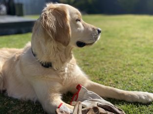 Golden Retriever – Alice Springs