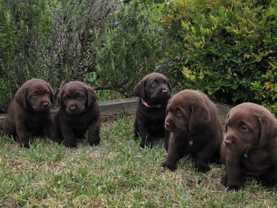 Labrador Retriever – Gowrie Junction