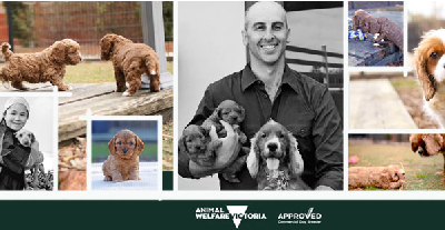 Pet Service – Bredwell Puppies