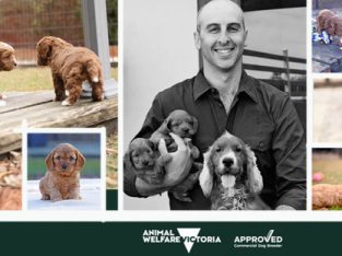 Pet Service – Bredwell Puppies