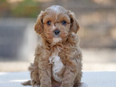 Cavoodle – Melbourne
