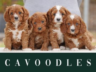 Cavoodle – Bredwell Puppies