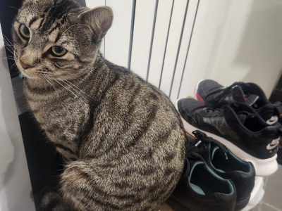 Domestic Short Hair (DSH) – Chris