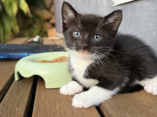 Ragdoll – Coolangatta