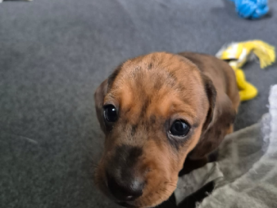 Dachshund – East Maitland