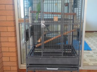 Ringnecks – Mullumbimby