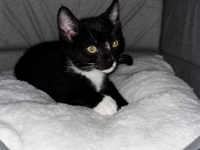 Domestic Short Hair (DSH) – Penshurst