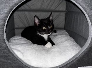 Domestic Short Hair (DSH) – Penshurst