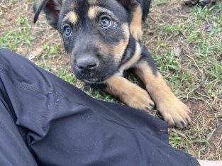 Australian Kelpie – Waterford