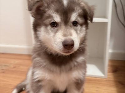 Husky – Elizabeth North