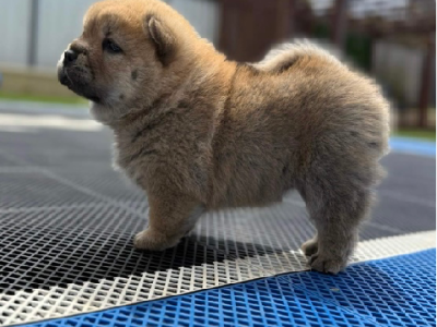 Chow Chow – Romsey