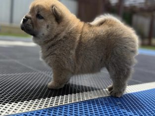 Chow Chow – Romsey