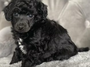 Toy Poodle – MOHSEN