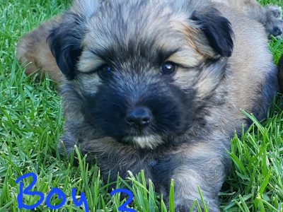 Maltese – Crows Nest