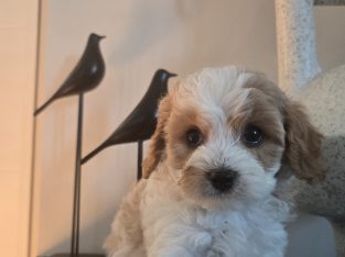 Cavoodle – Menai