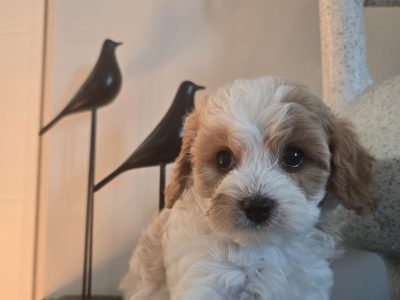 Cavoodle – Menai