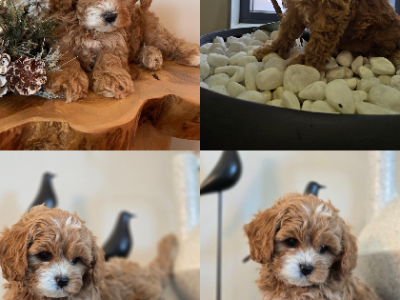 Cavoodle – Menai
