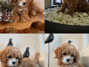Cavoodle – Menai