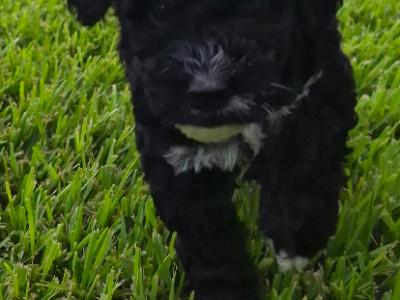 Groodle – Caboolture