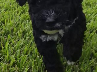 Groodle – Caboolture