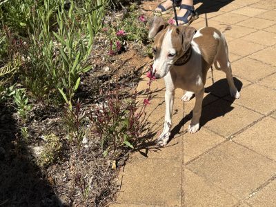 Italian Greyhound – Riverland