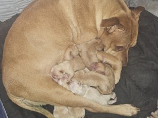 Staffordshire Bull Terrier – Burpengary